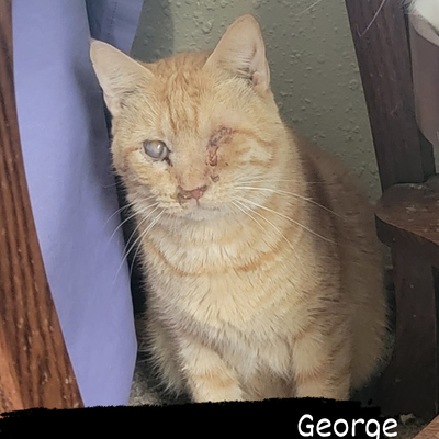 George was found with bad eyes & FIV+. FEAS paid for eye surgery & he is loving life!