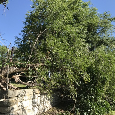 Clean up outside; Removing trees from the rock wall to the north.