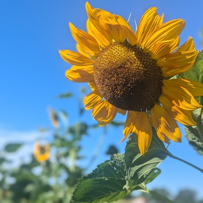 Sunflowers towered over concert goers in our 2024 season!