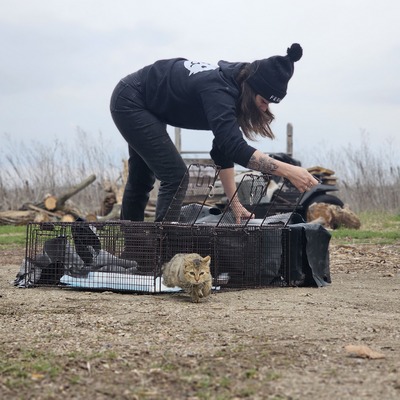 Trap/neuter/return (TNR) is the #1 way to improve the lives of stray cats!