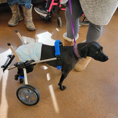 Zoey was shot & had no use of her back legs. FEAS purchased a wheelchair so she could walk again!