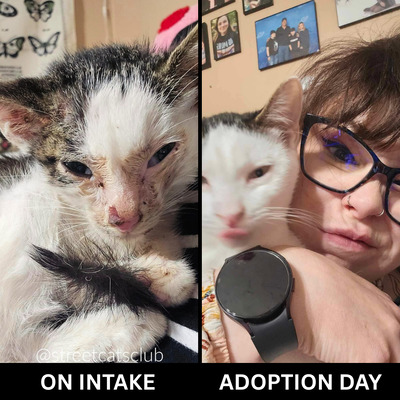 Odie was thrown from a car and left for dead. He was found covered in scrapes and wounds.