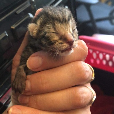 Newborn kittens require around the clock care to survive. This baby is a couple days old.