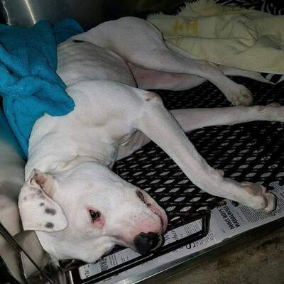 Pup was hit by car.  FEAS paid for medical & she was adopted by Vet Tech who took care of her.