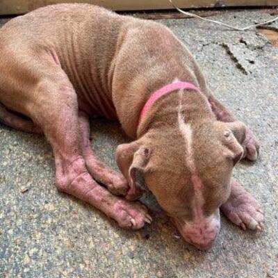 Sassy has a skin condition & her owner could not afford treatment.  FHAA is covering her treatment.