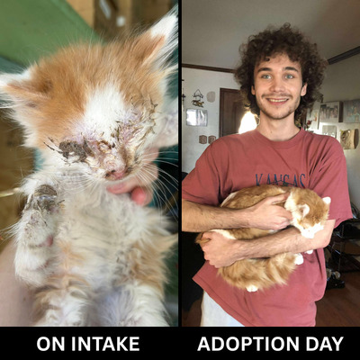 Ghost was pulled out from underneath a porch, blinded by eye infections, anemic, and underweight.