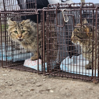 All of our cats are safely trapped in humane traps.
