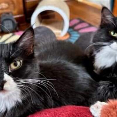 Tux siblings recovered, sent to rescue & now in their forever home.  Adopted together!