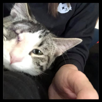 Some of our cats need to have injured or infected eyes removed.