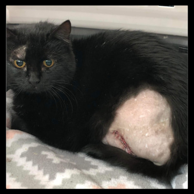 Some of our cats need to have surgery, such as having a broken leg amputated.