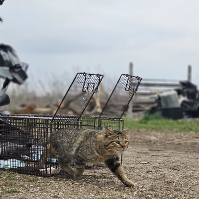Returning sterilized and vaccinated cats back to their colonies is the best part!
