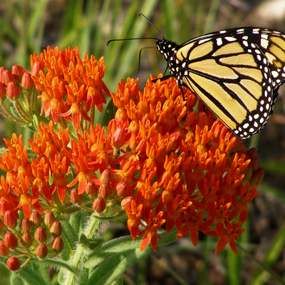 Mount Mitchell is a Monarch Way Station and here is a critter on Butterfly Milkweed