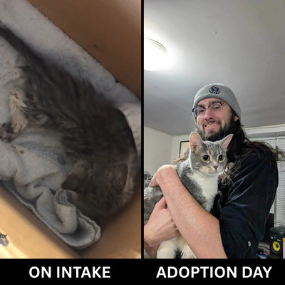 Gabbie was hit by a car and initally unable to use her back legs, but made a full recovery.